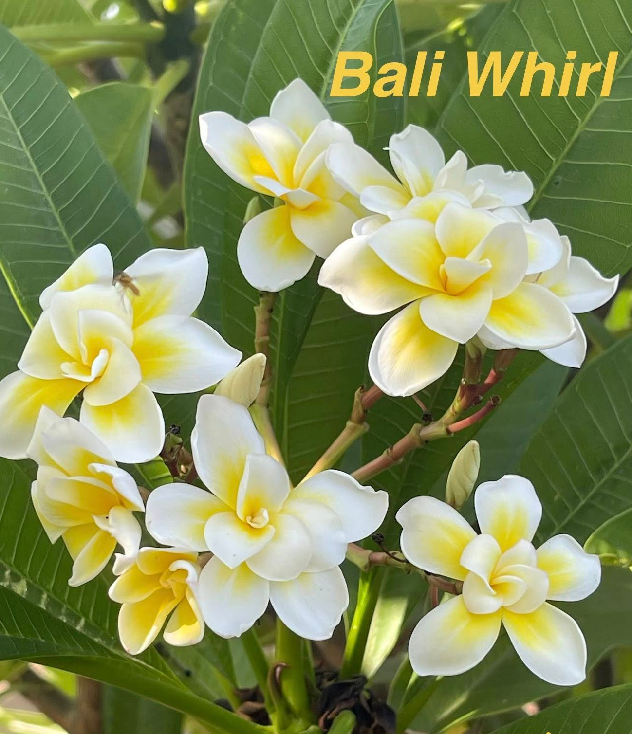 Bali Whirl Plumeria