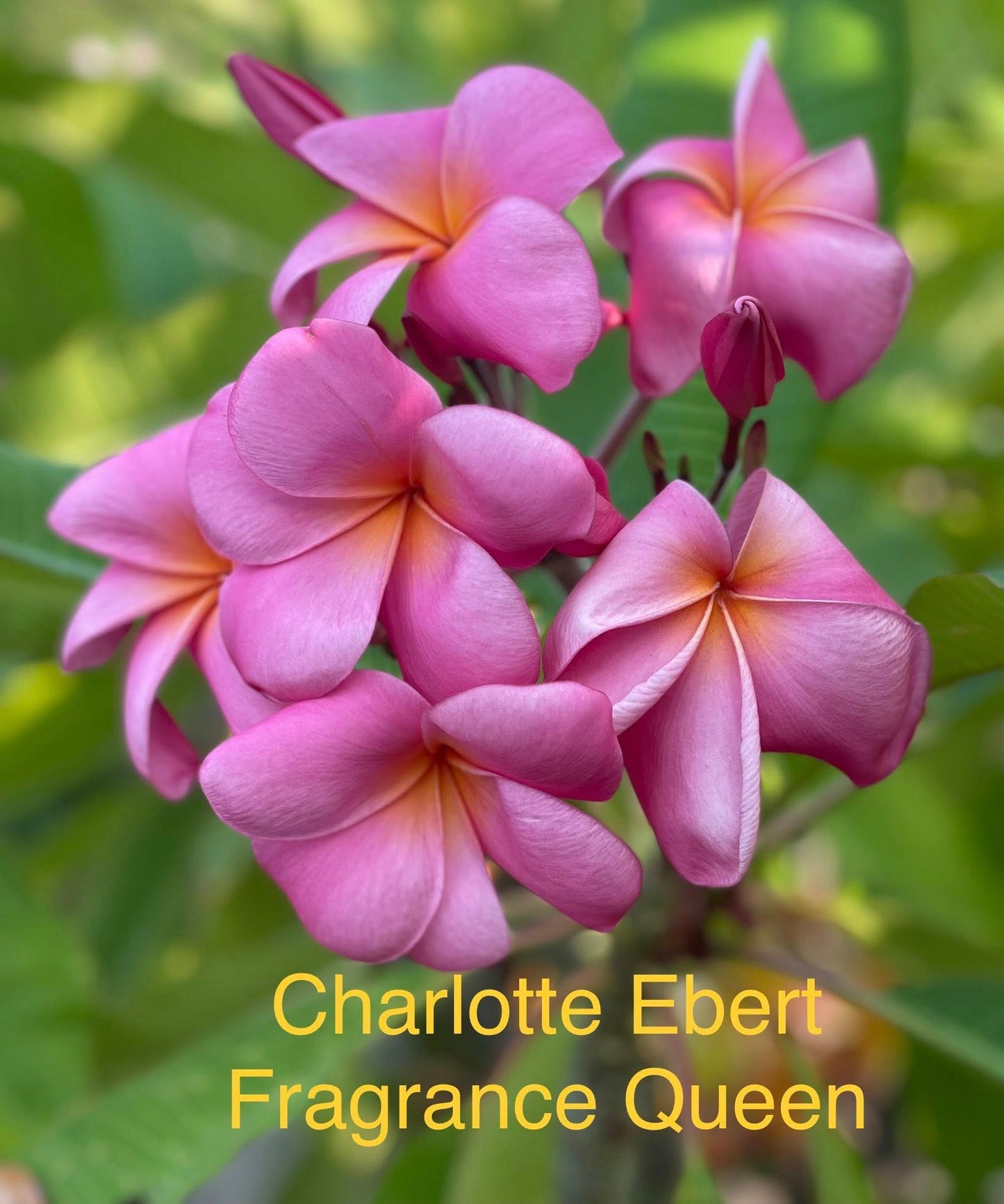 Charlotte Ebert Plumeria