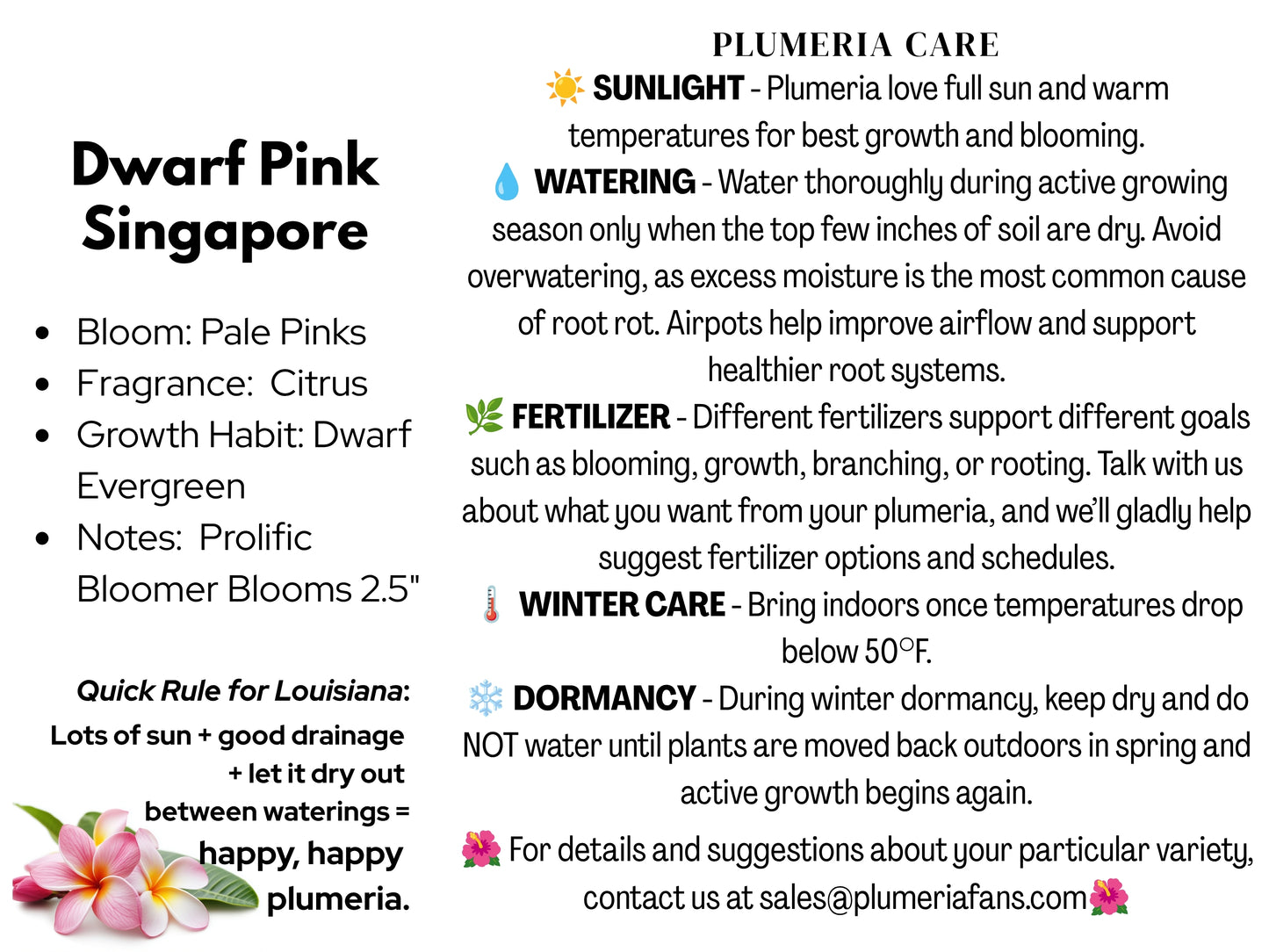 Dwarf Singapore Pink Plumeria