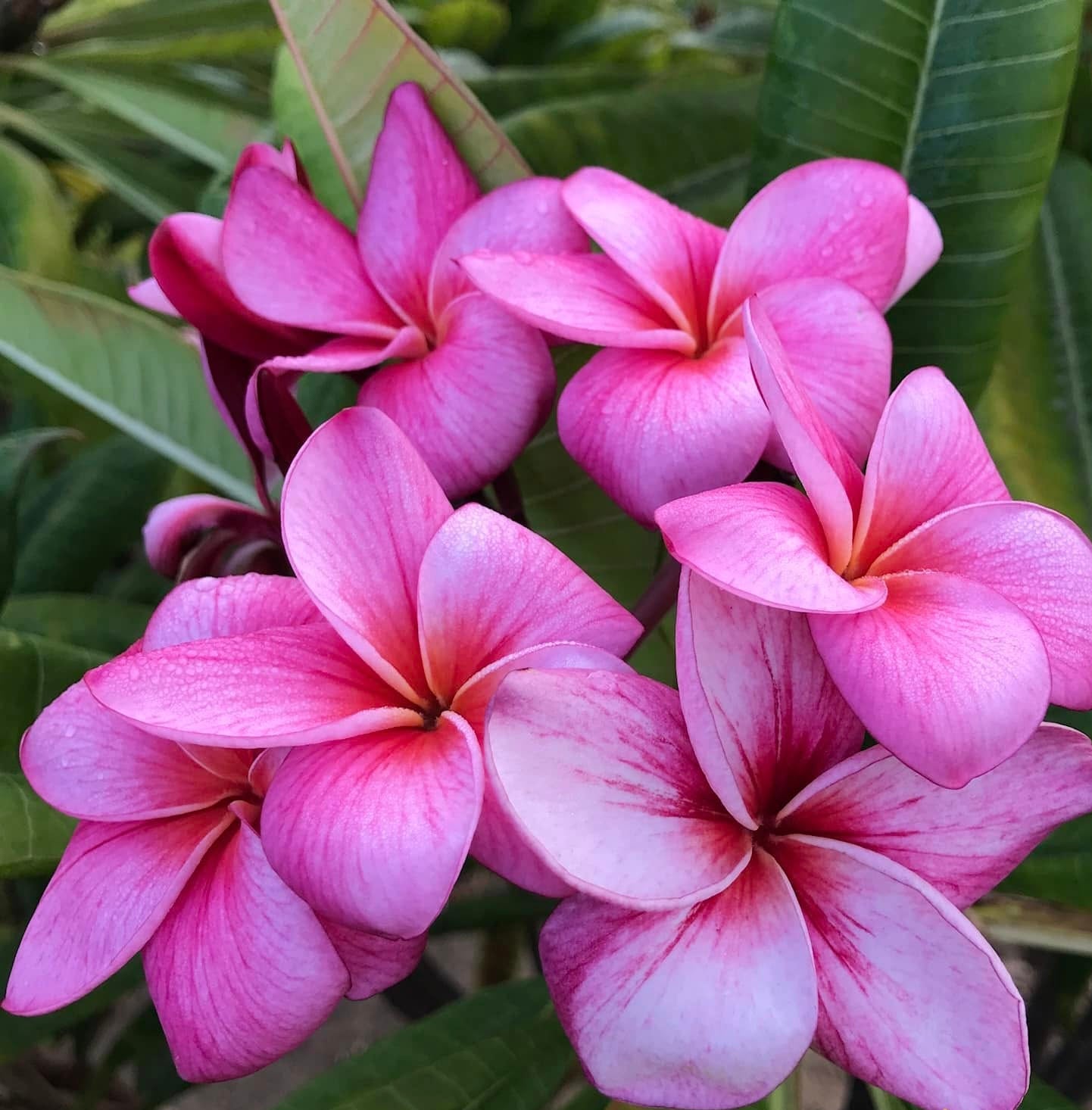 Grove Farm Plumeria