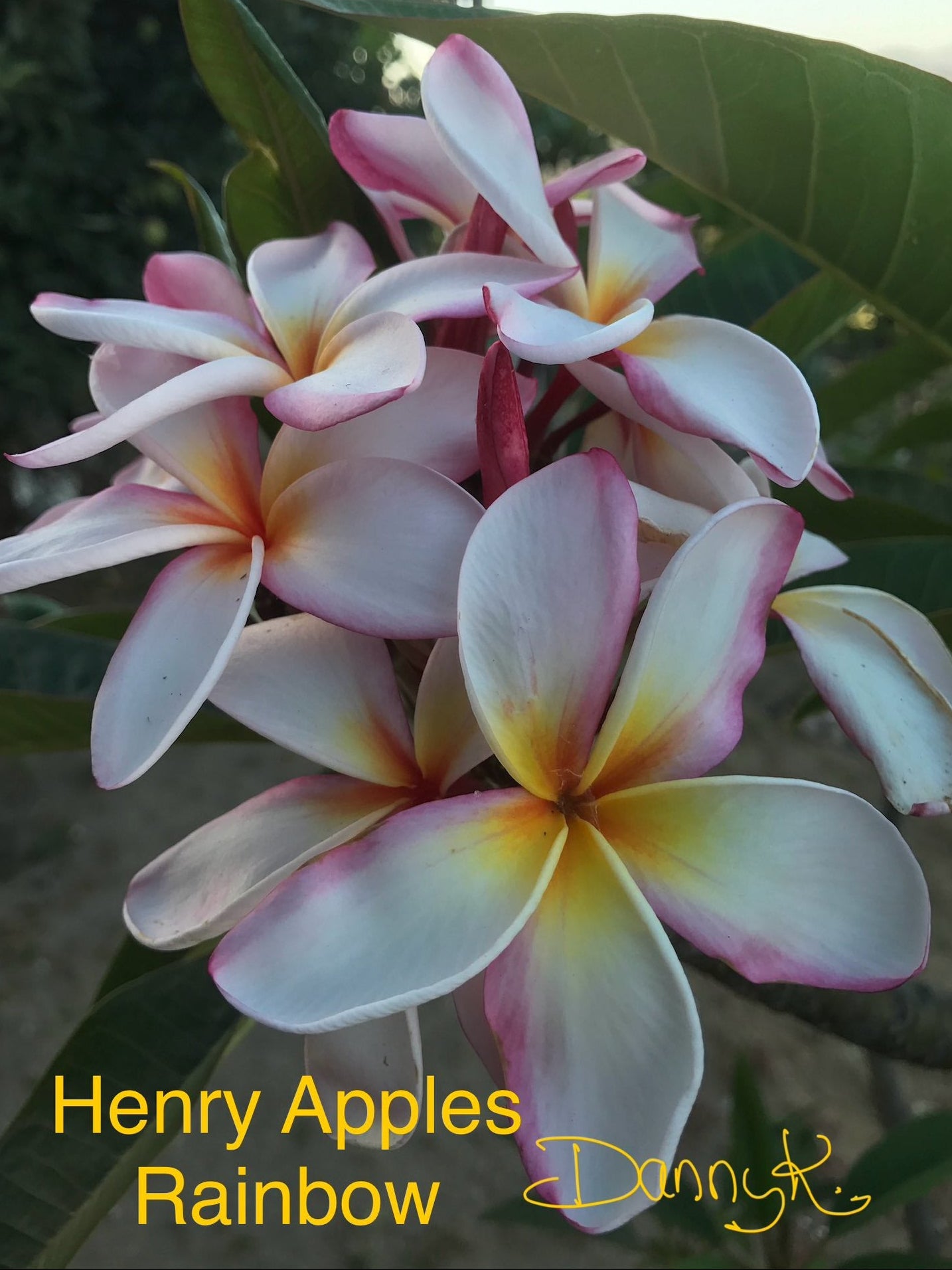 Henry Apples Rainbow Plumeria