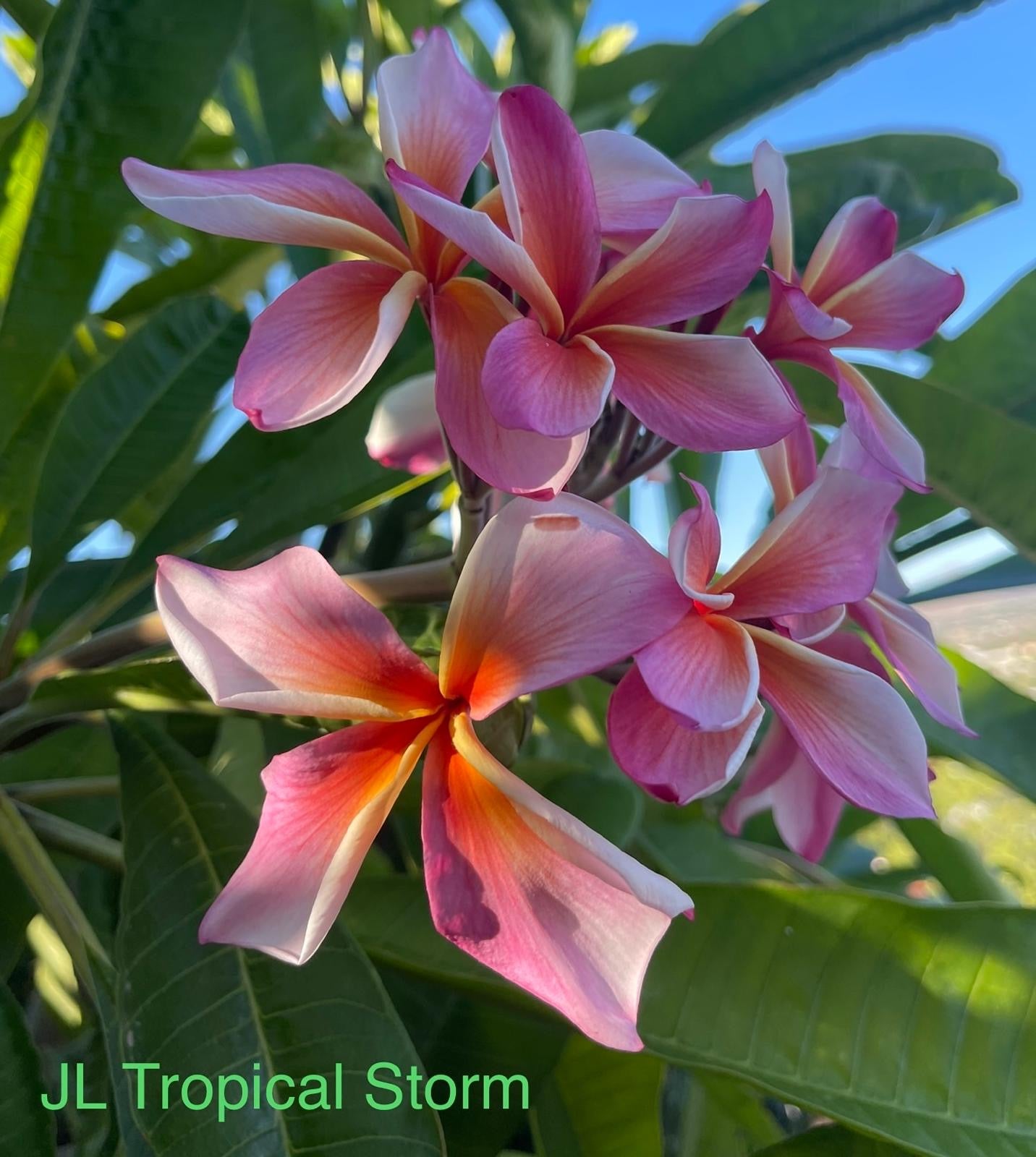 JL Tropical Storm Plumeria