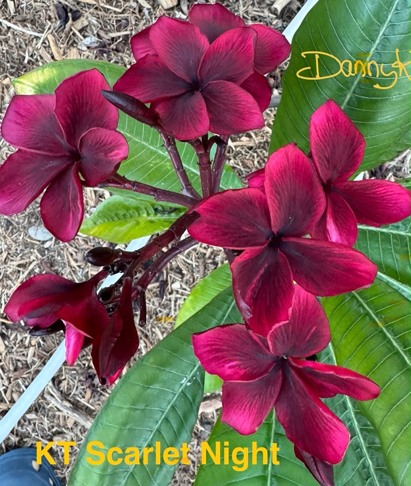 KT Scarlet Night Plumeria