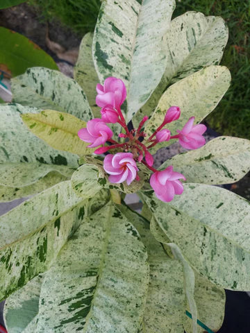 Maya Variegated