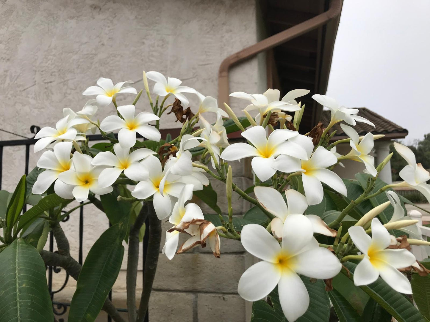 Moonlight Plumeria