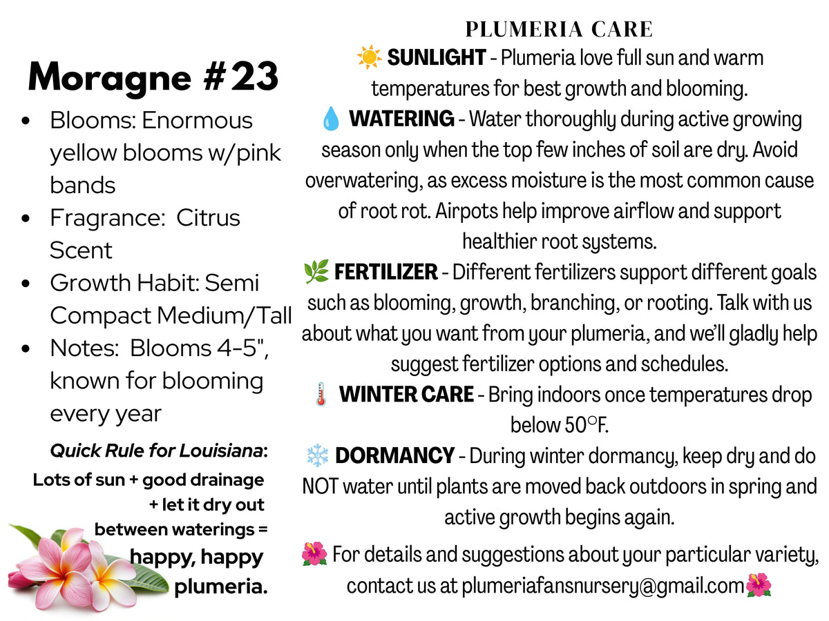 Moragne #23 Plumeria