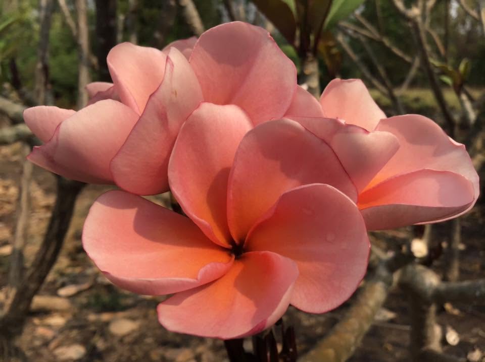 Nui Dwarf Siam Peach