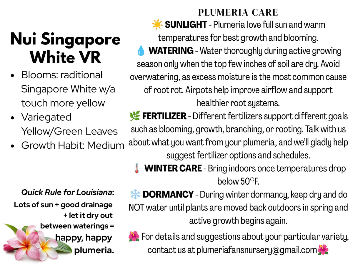 Nui Singapore White Varigated