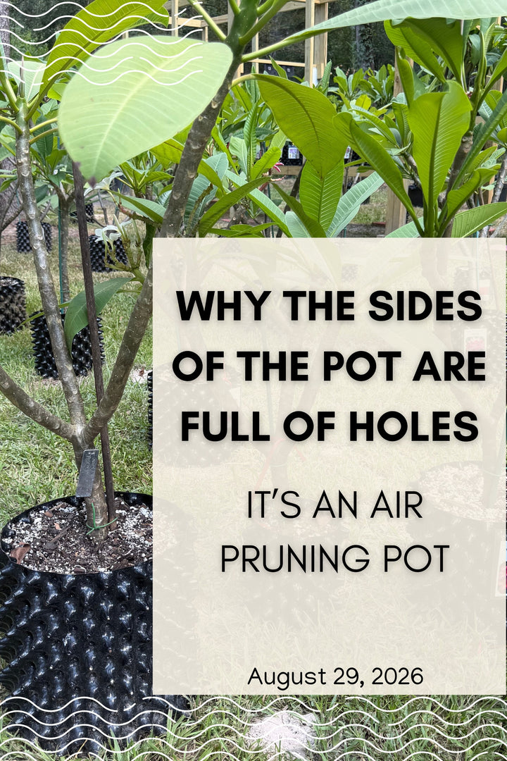 Why the Sides of the Pot Are Full of Holes
