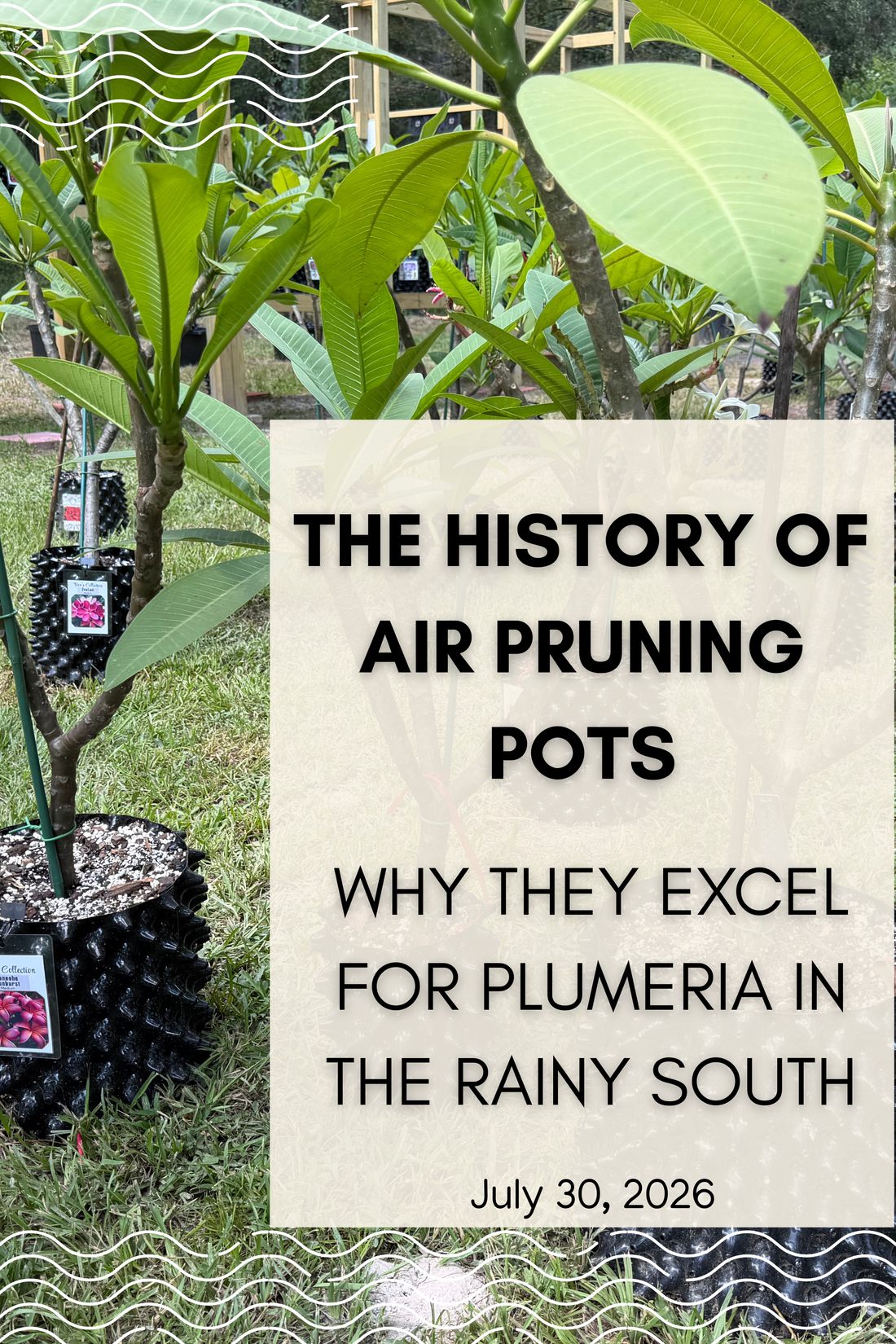 The History of Air-Pruning Pots and Why They Excel for Plumeria in the Rainy South