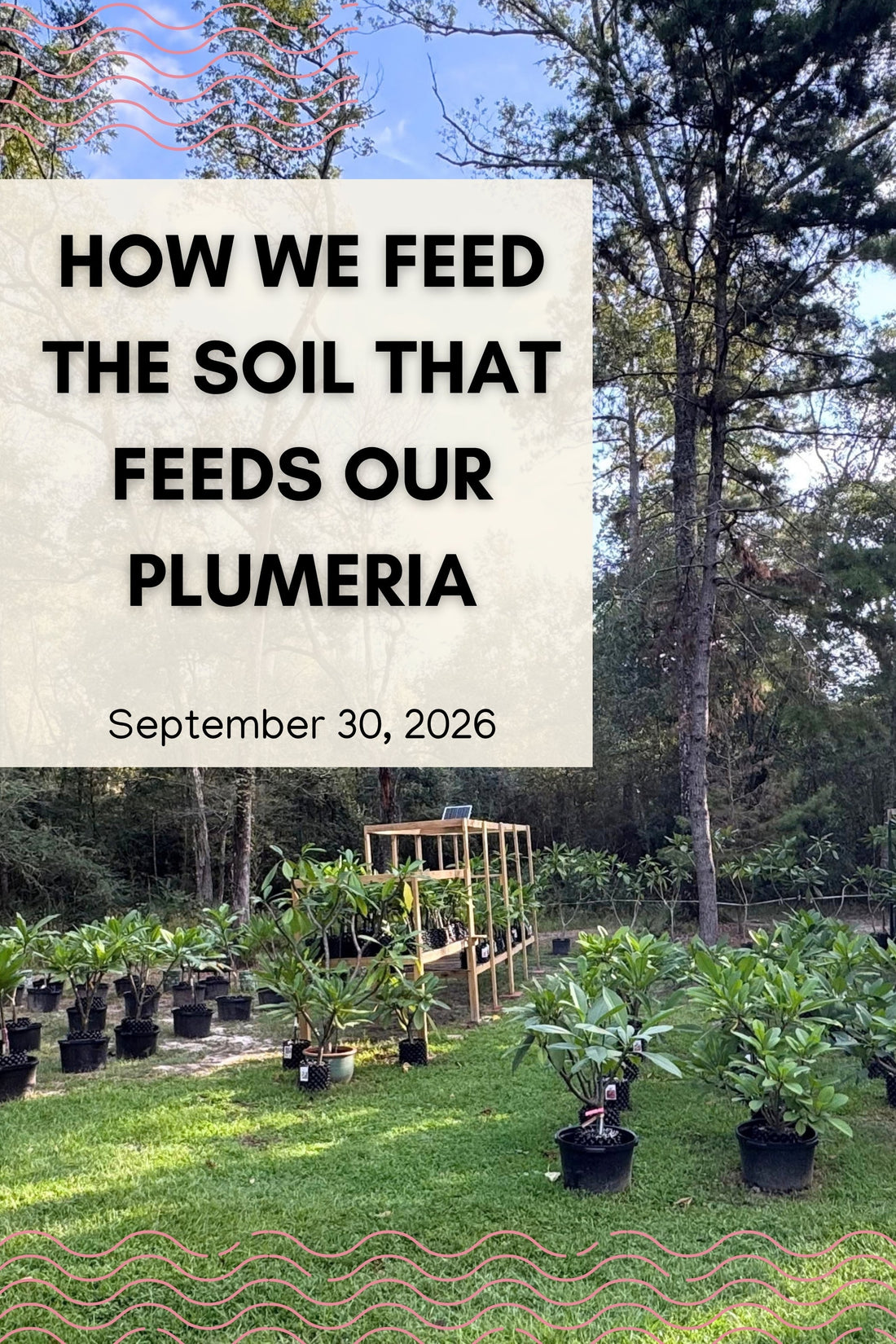 How We Feed the Soil That Feeds Our Plumeria