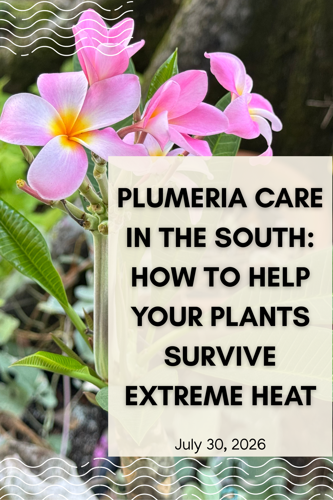 Plumeria Care in the South Tip: How to Help Your Plants Survive Extreme Heat
