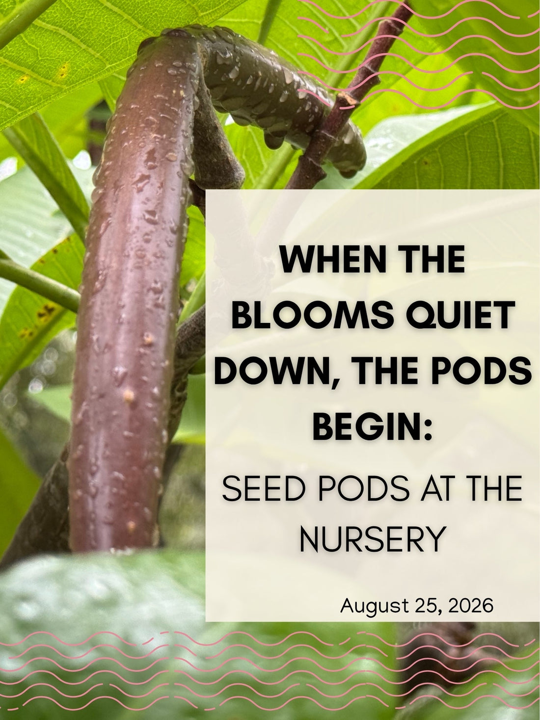 When the Blooms Quiet Down, the Pods Begin