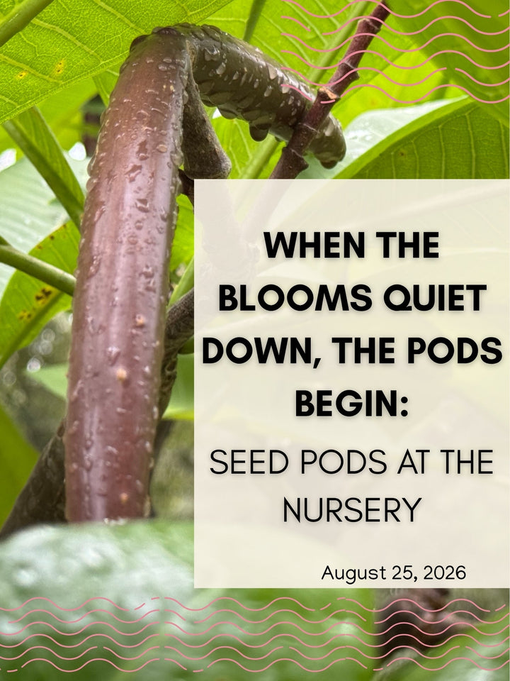 When the Blooms Quiet Down, the Pods Begin