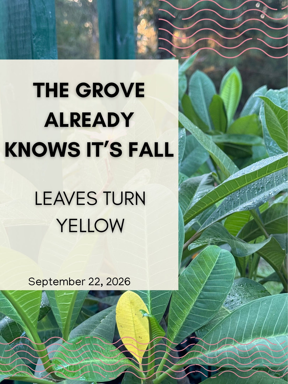 The Grove Already Knows It’s Fall