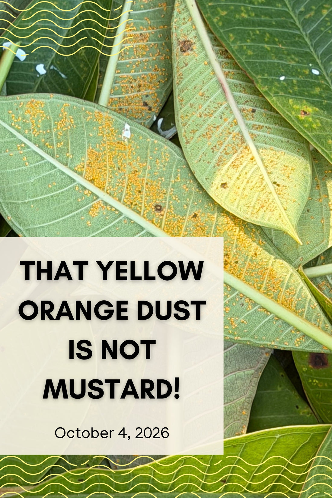 That Yellow Orange Dust Is NOT Mustard!