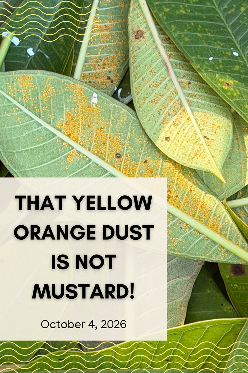 That Yellow Orange Dust Is NOT Mustard!