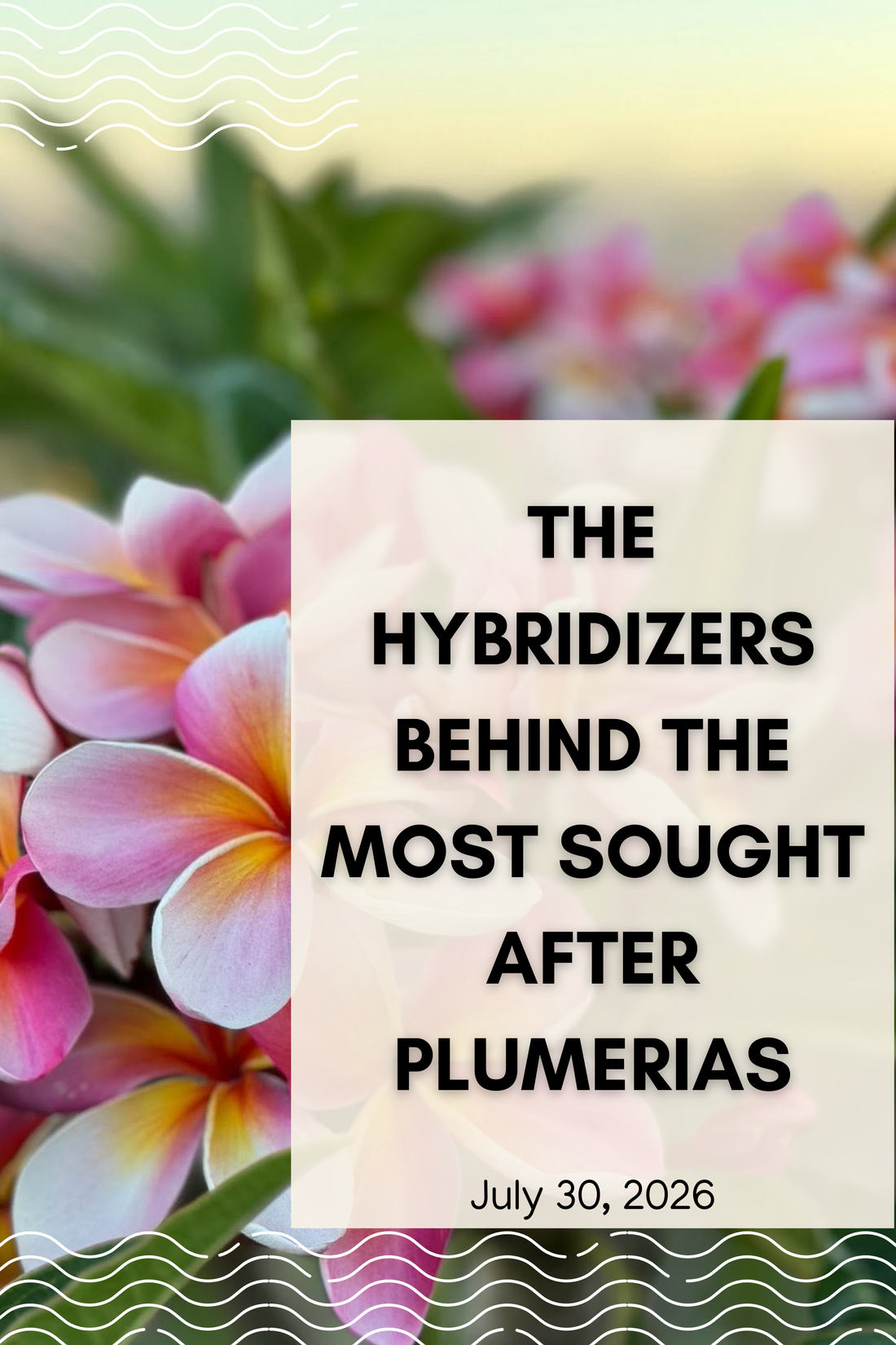 The Hybridizers Behind the Most Sought-After Plumerias