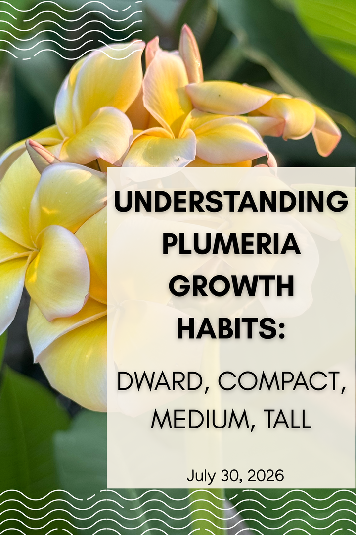 Understanding Plumeria Growth Habits: Dwarf, Compact, Medium & Tall