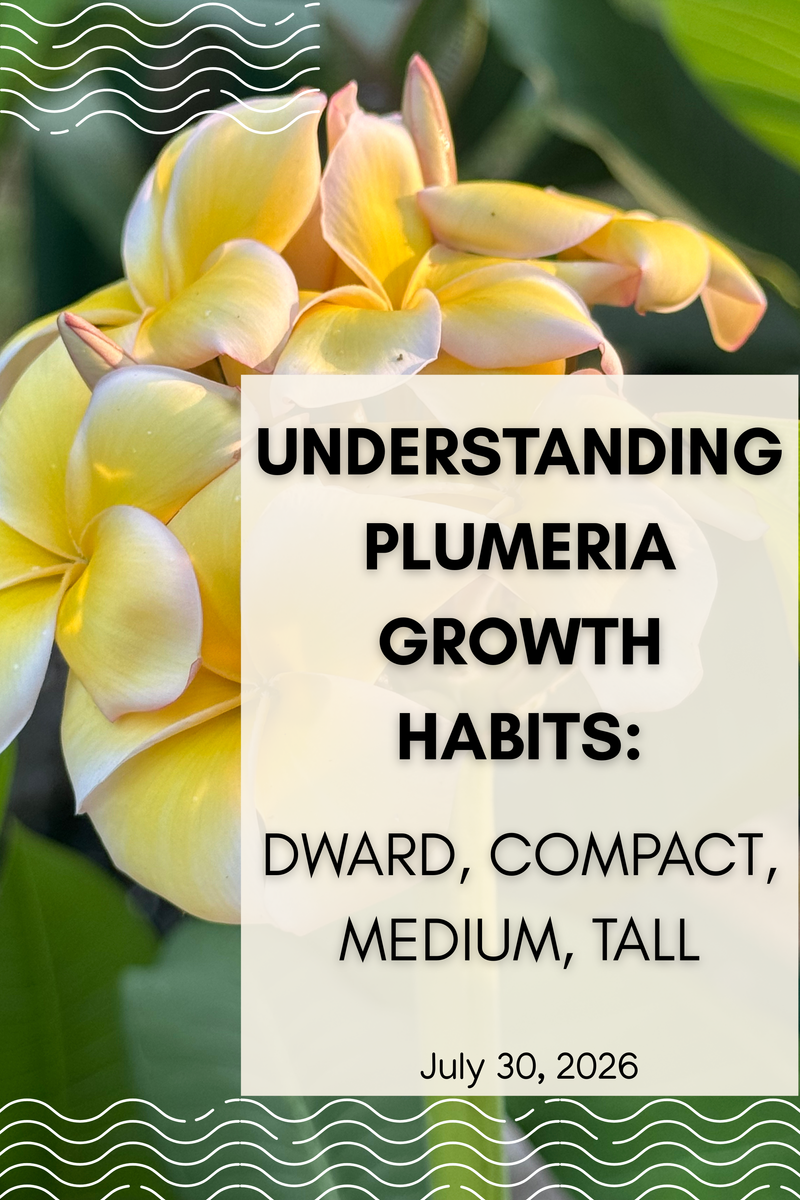 Understanding Plumeria Growth Habits: Dwarf, Compact, Medium & Tall