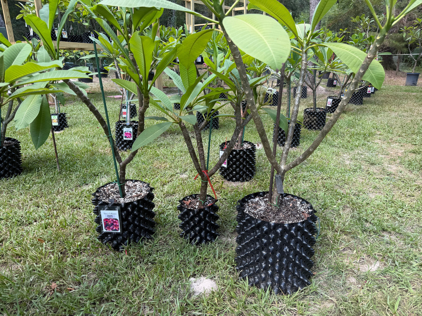 Air Pruning Pots