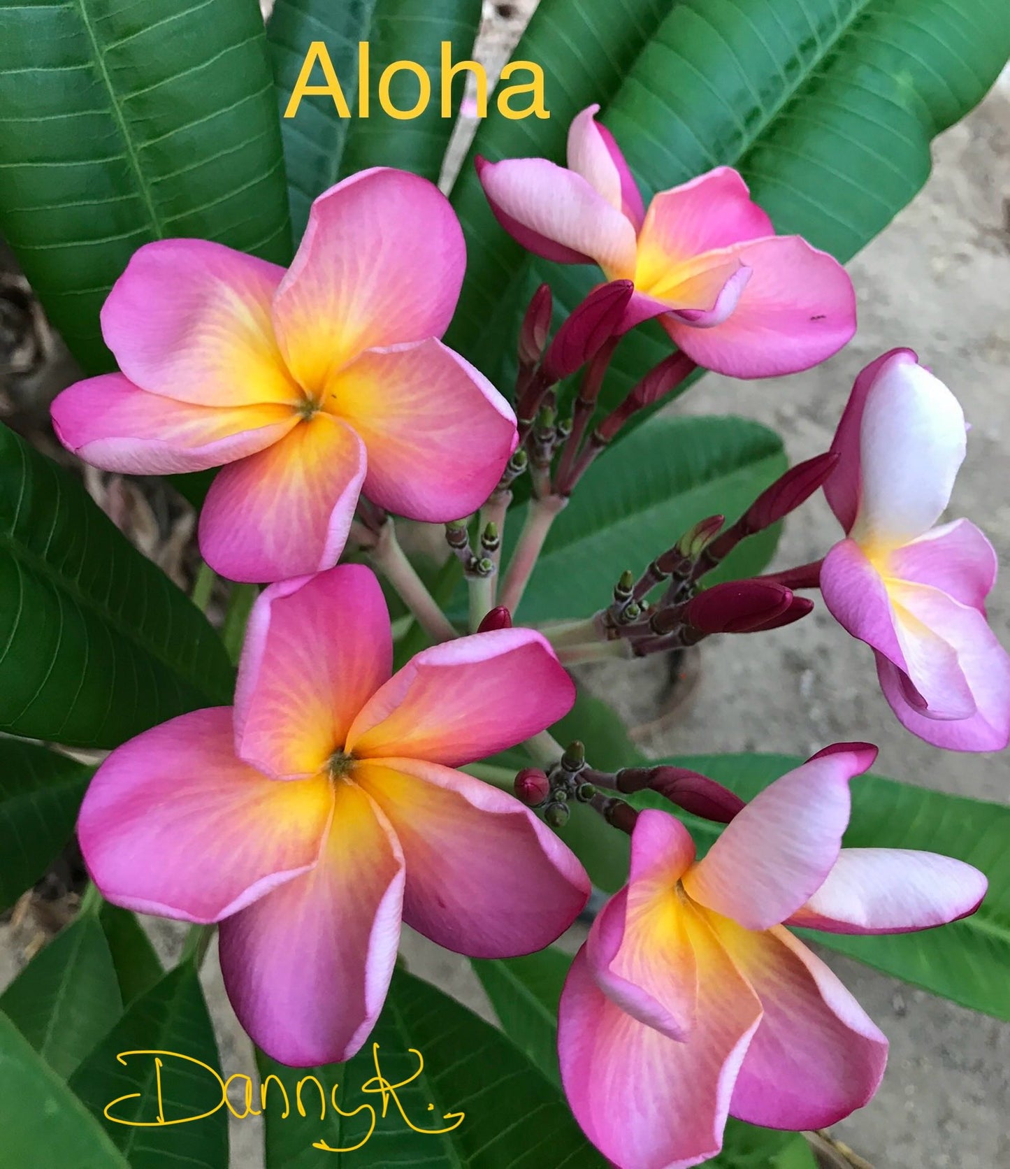 Aloha Plumeria