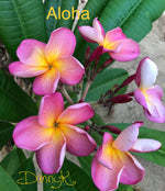 Aloha Plumeria