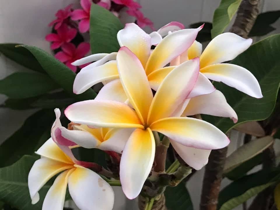 Anthony B Plumeria