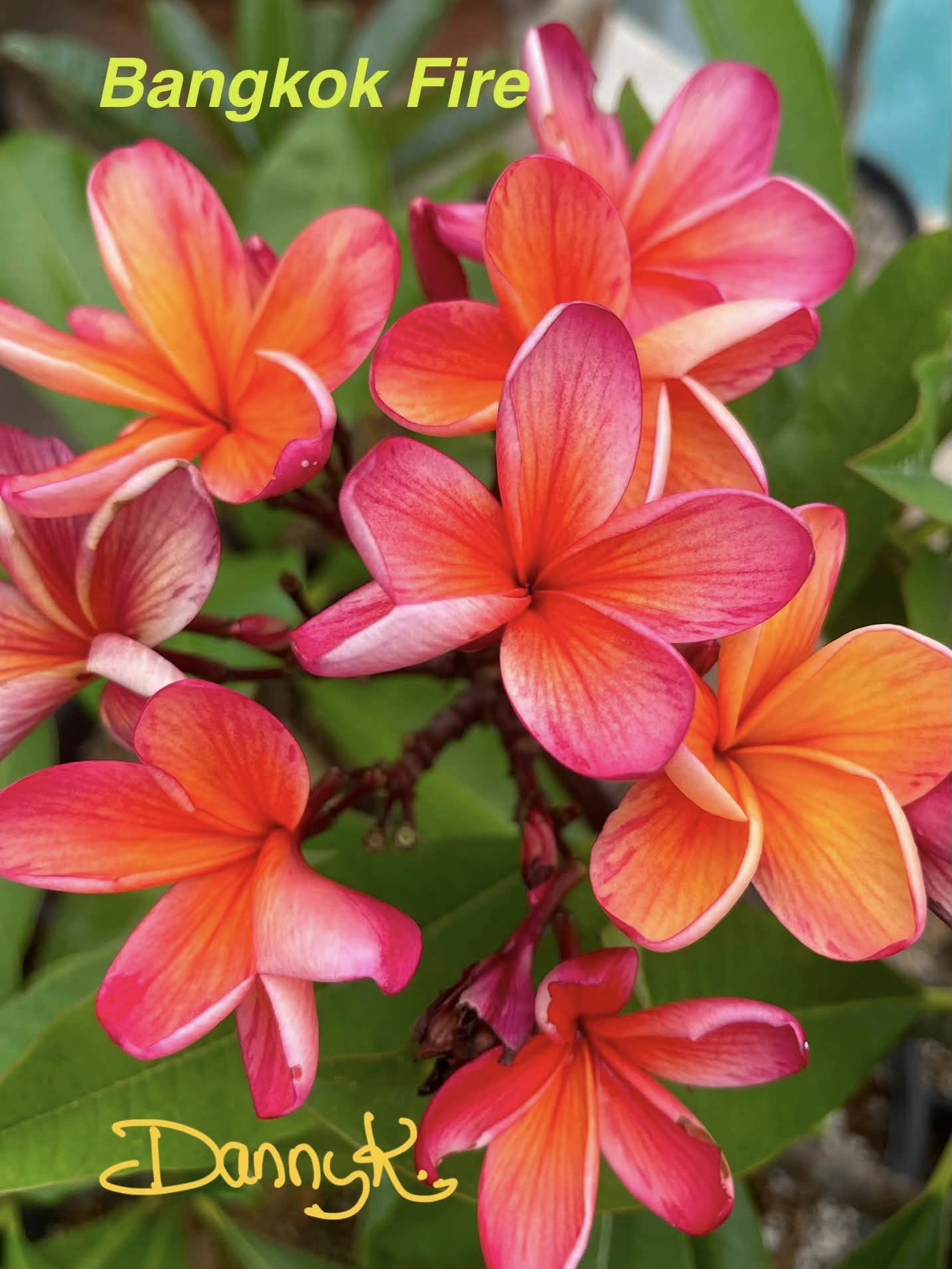 Bangkok Fire Plumeria