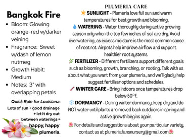 Bangkok Fire Plumeria