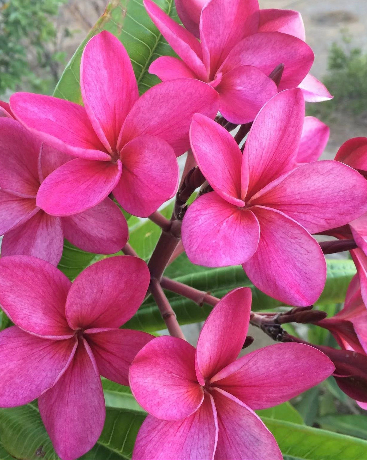 Boca Plumeria