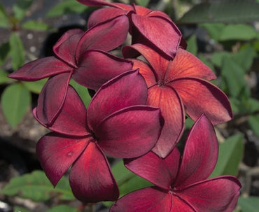 Hilo Beauty