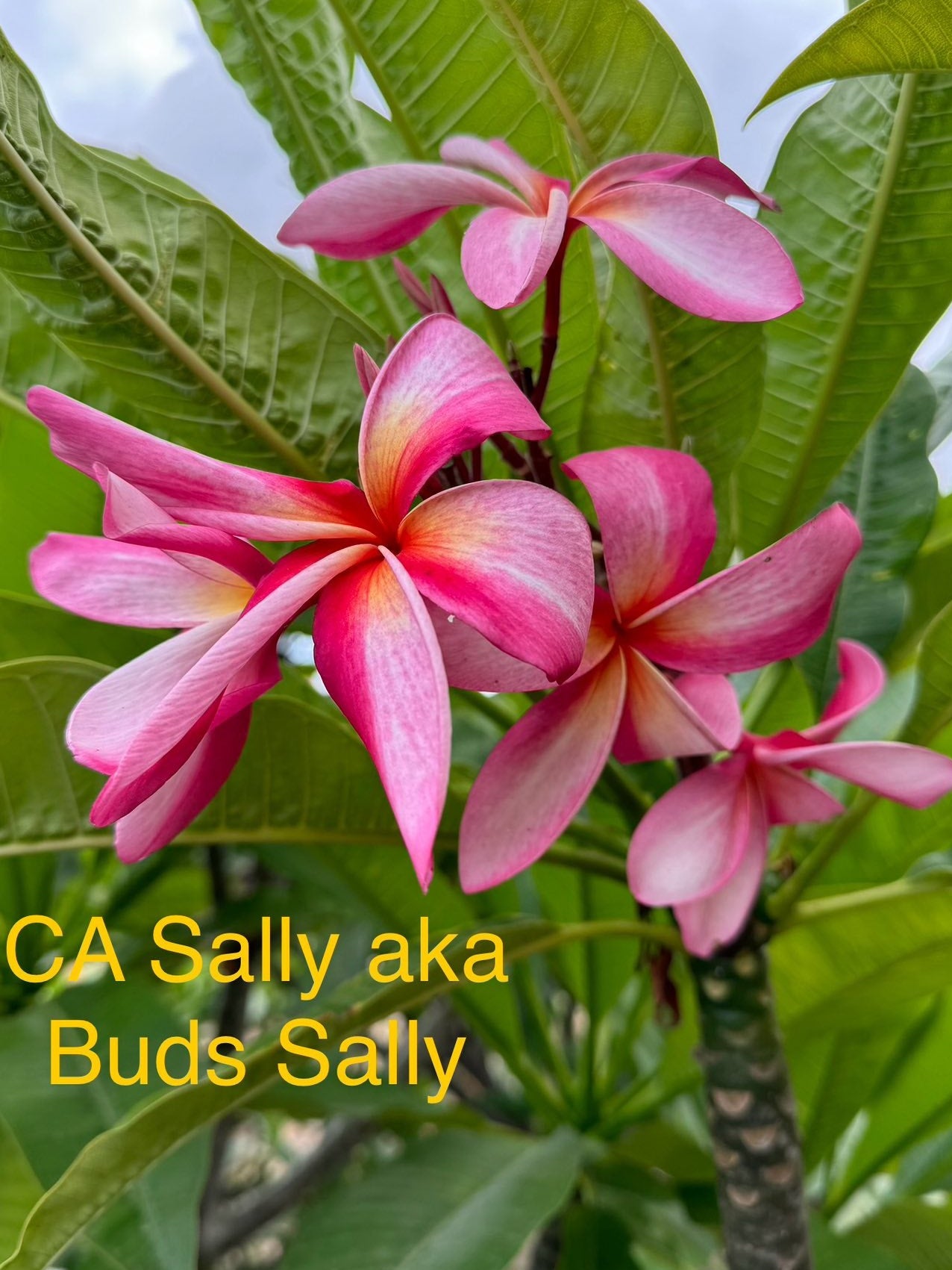 CA Sally akak Bud's Sally Plumeria