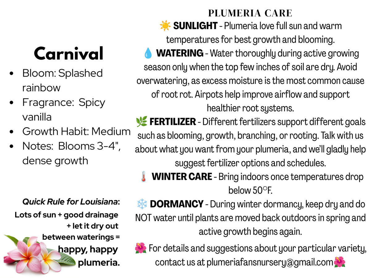 Carnival Plumeria