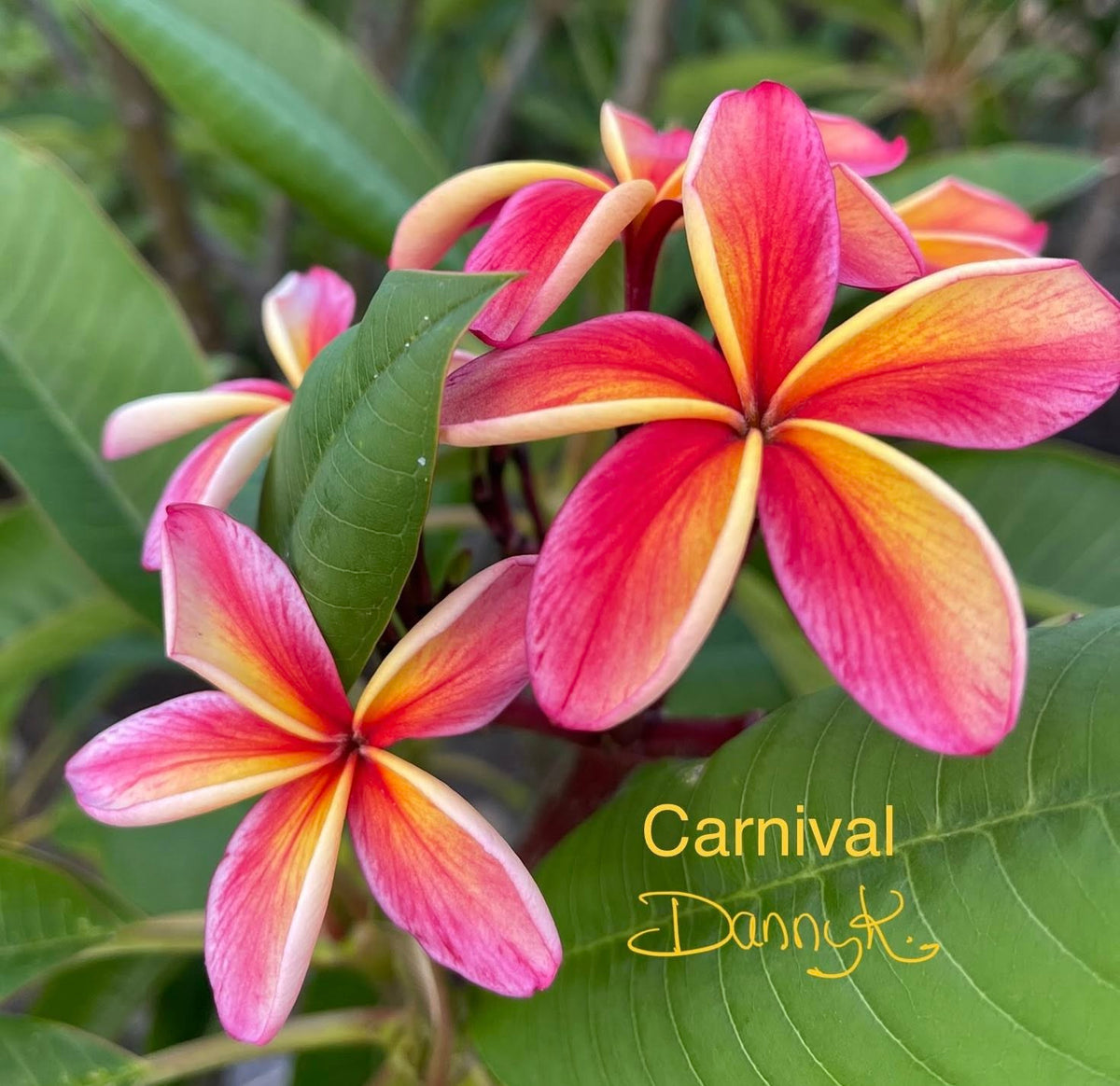 Carnival Plumeria