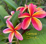 Carnival Plumeria