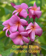 Charlotte Ebert Plumeria