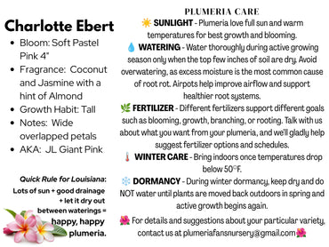 Charlotte Ebert Plumeria
