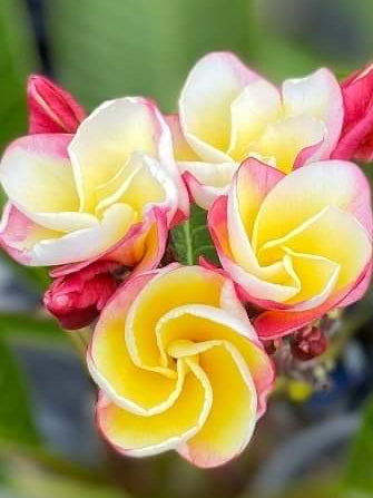 Nui Crystal Rose