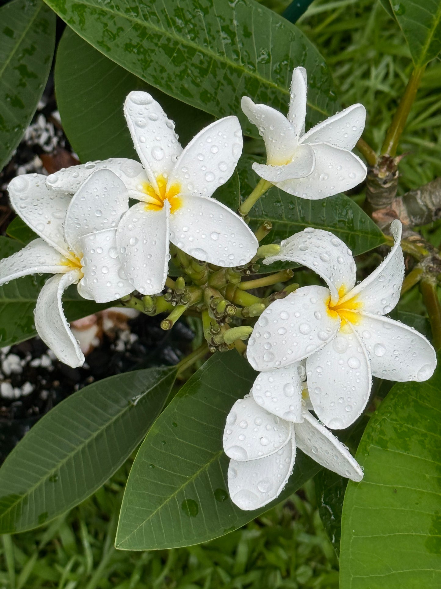 DK Seedling