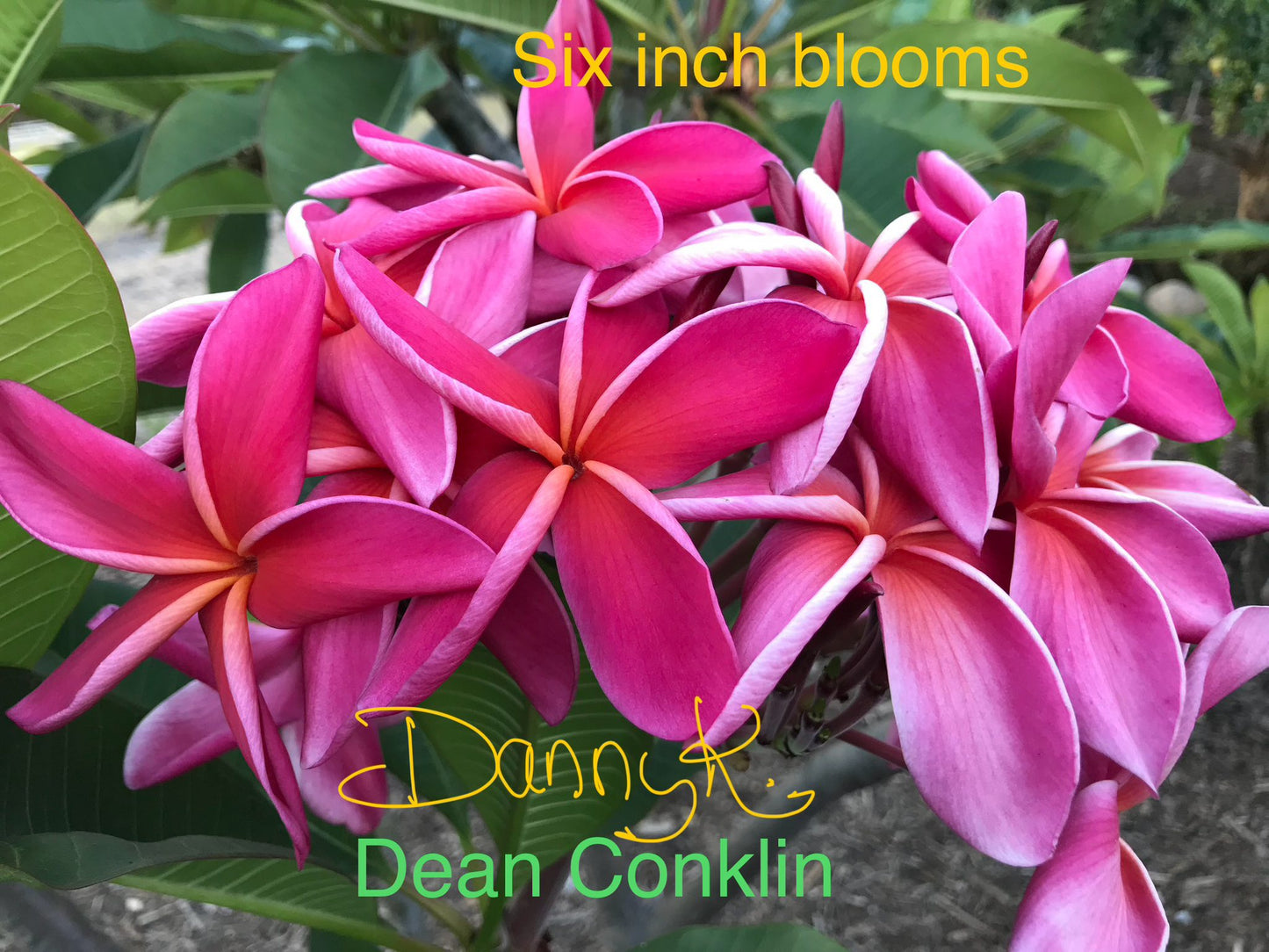 Dean Conklin Plumeria
