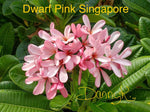 Dwarf Singapore Pink Plumeria