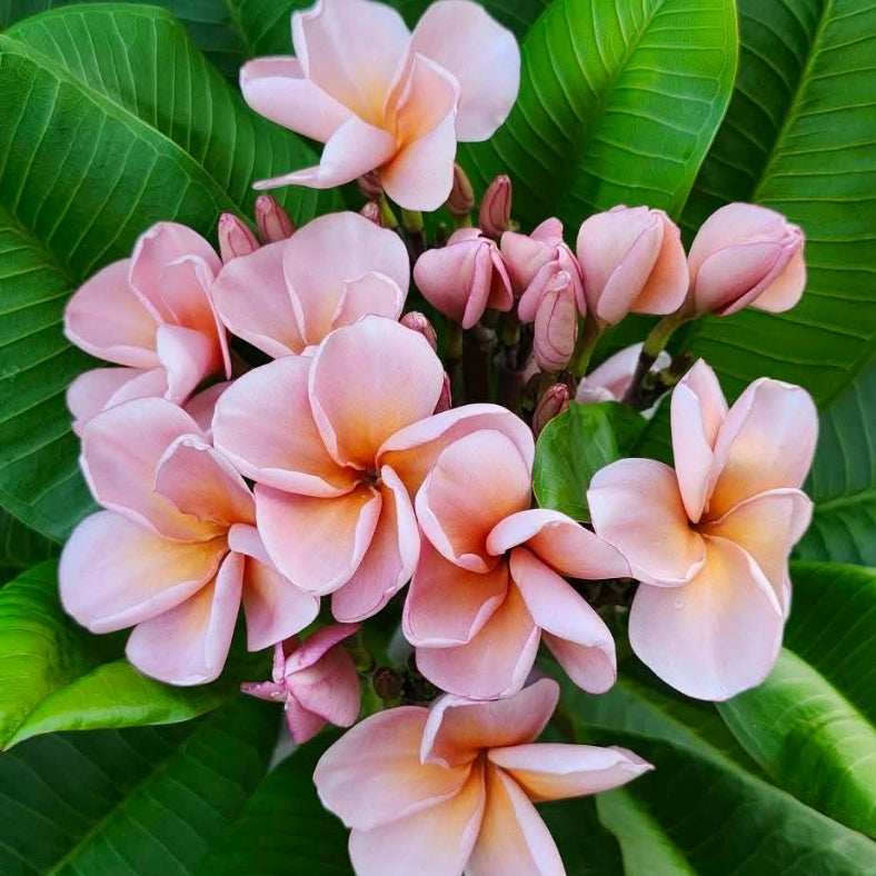 Nui Dwarf Siam Peach