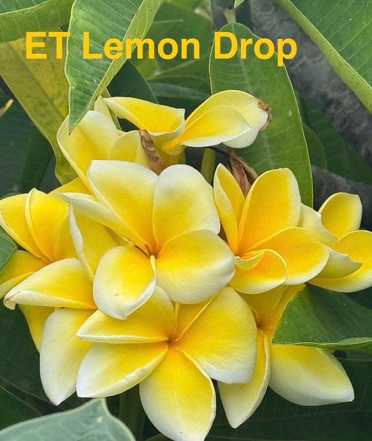 ET Lemondrop