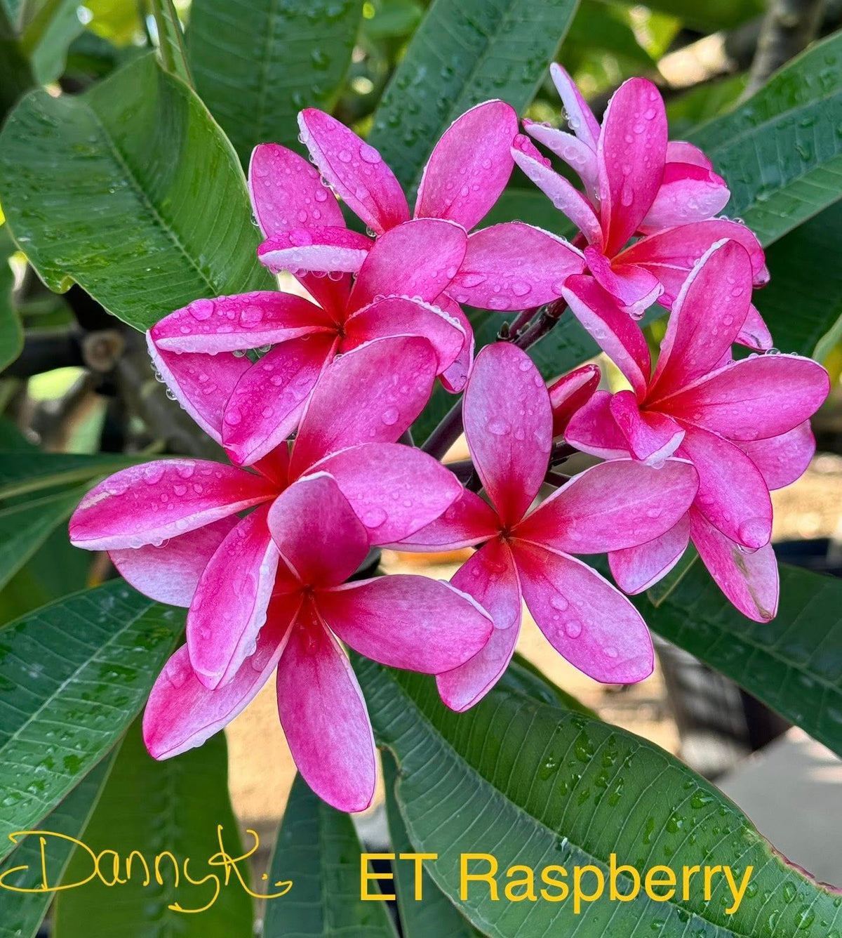 ET Raspberry Plumeria