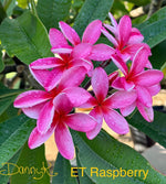 ET Raspberry Plumeria