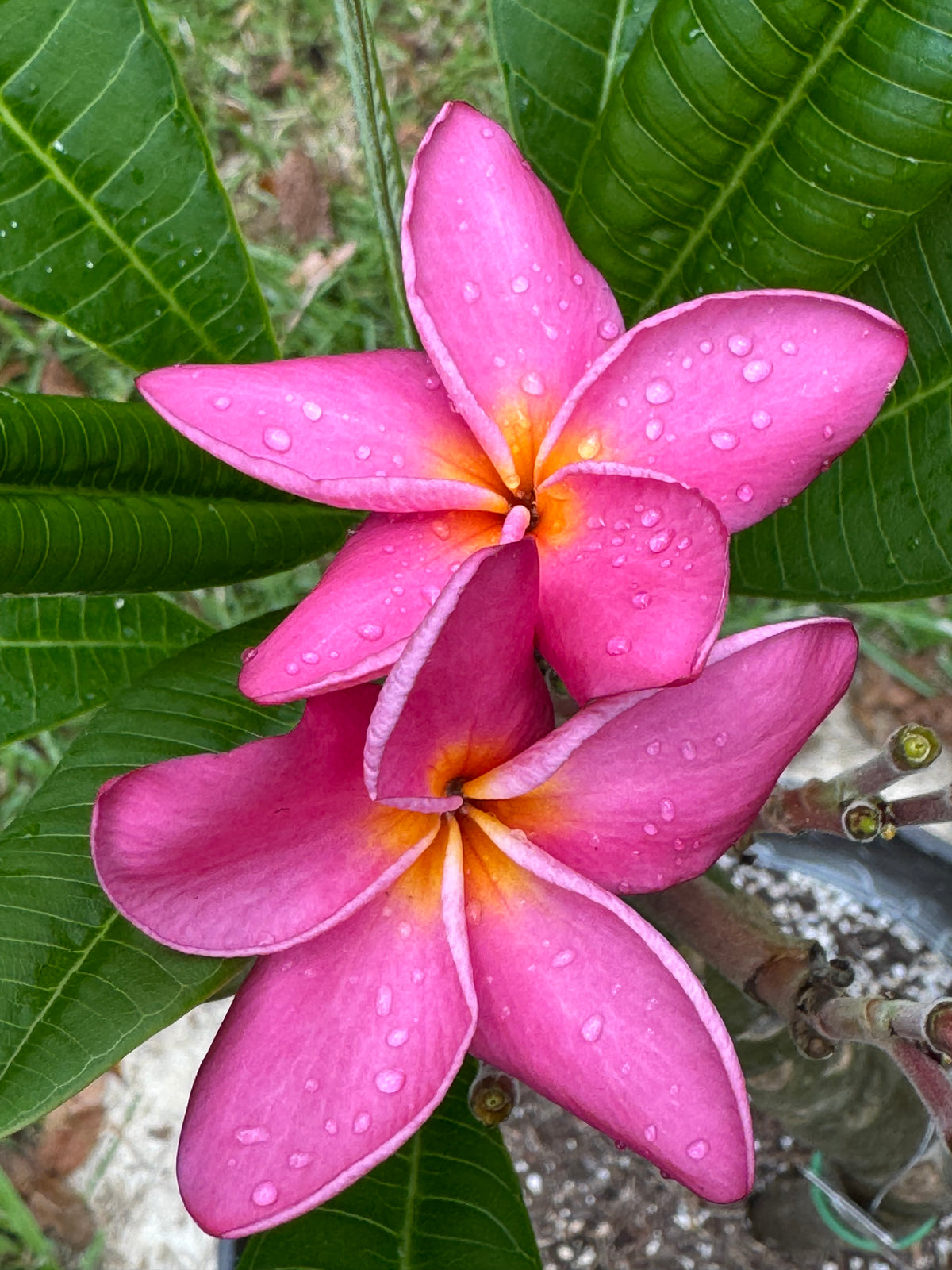 EvaLani Plumeria