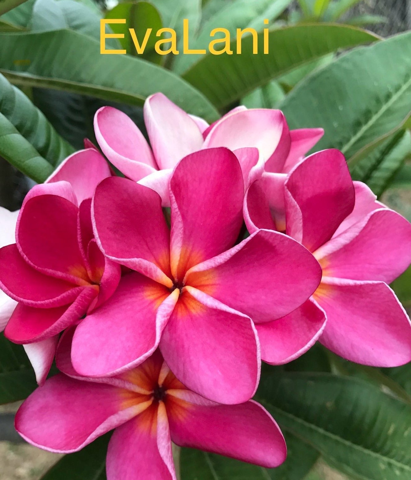EvaLani Plumeria