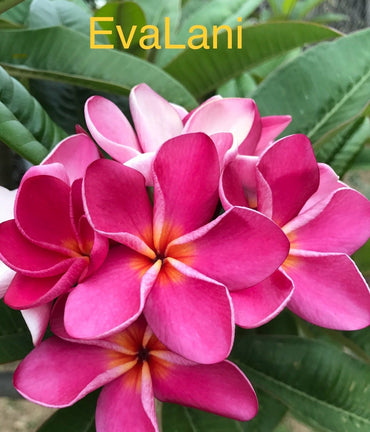 EvaLani Plumeria