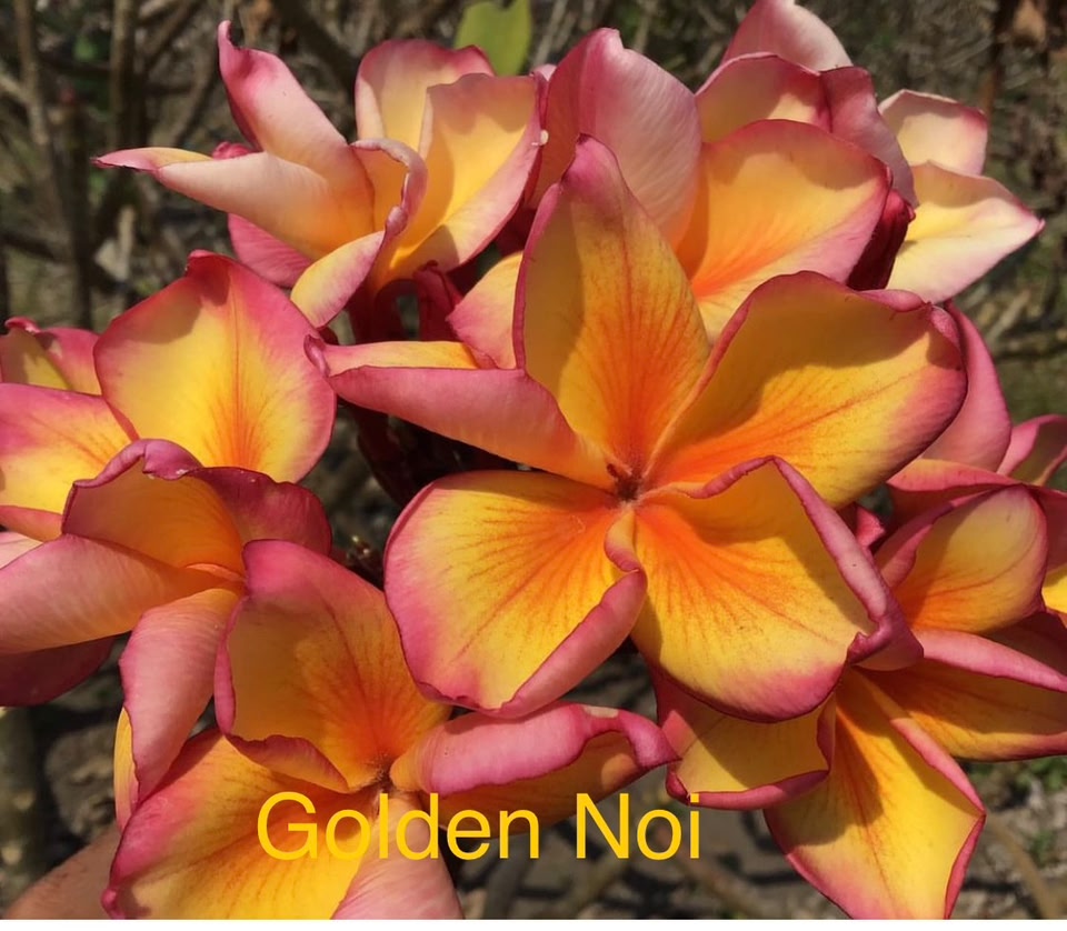 Nui Golden Noi